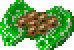 Yommi tree seed
