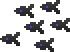 Burnt Pirahna