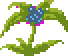 dwellberries