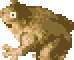 Swamp Toad