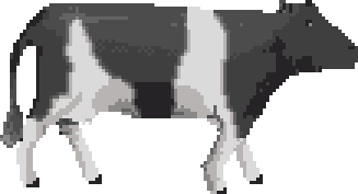 cow